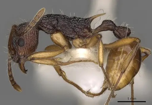 Myrmica urbanii - CASENT0900300