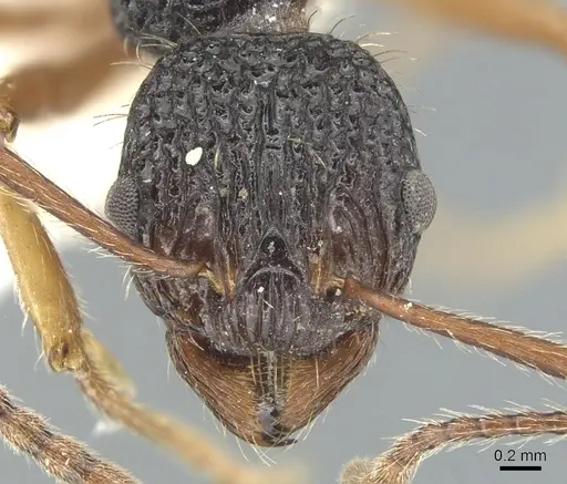 Myrmica urbanii - CASENT0904100