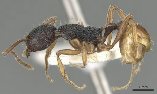 Myrmica urbanii - CASENT0904100