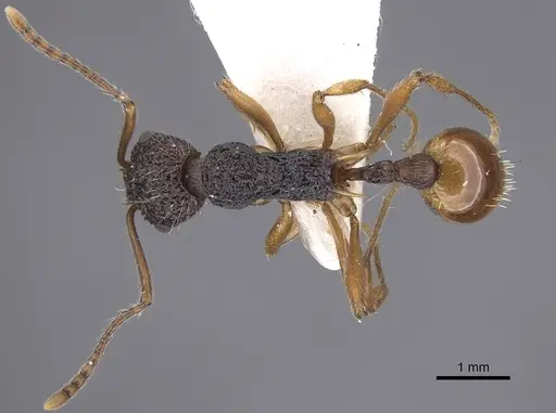 Myrmica urbanii - CASENT0915409