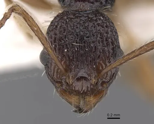 Myrmica urbanii - CASENT0915409