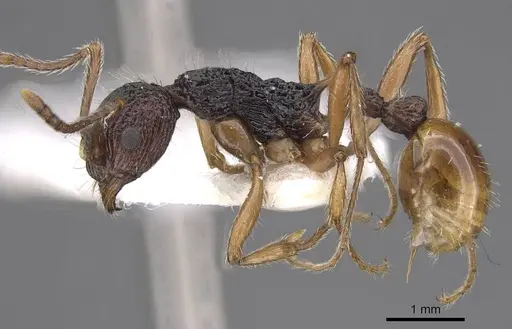 Myrmica urbanii - CASENT0915409