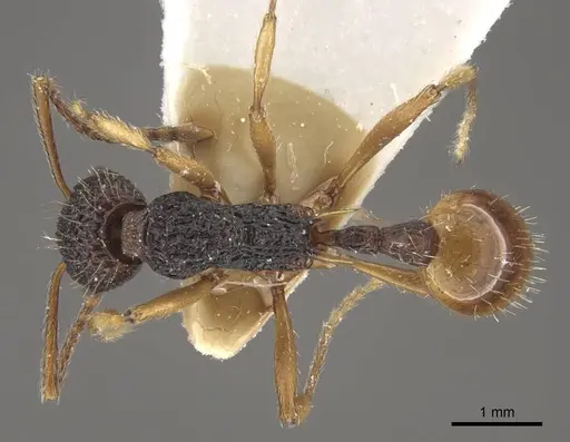Myrmica urbanii - CASENT0917728