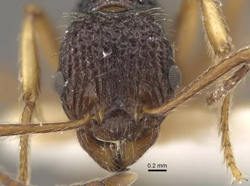 Myrmica urbanii - CASENT0917728