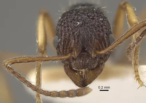 Myrmica urbanii - CASENT0917728
