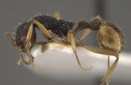 Myrmica urbanii - CASENT0917728