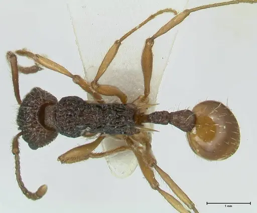 Myrmica urbanii - FOCOL1837