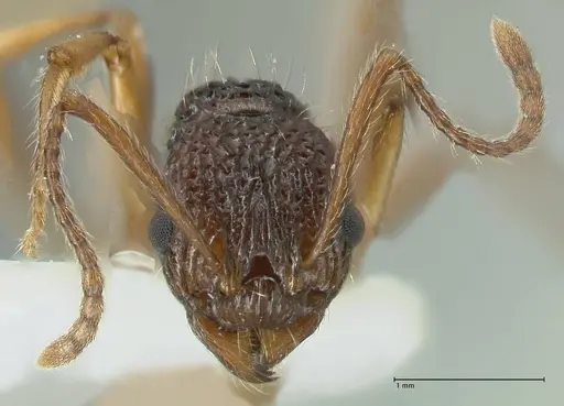 Myrmica urbanii - FOCOL1837