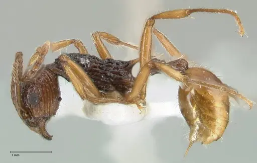 Myrmica urbanii - FOCOL1837
