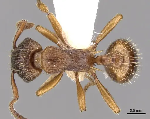 Myrmica vandeli specimen