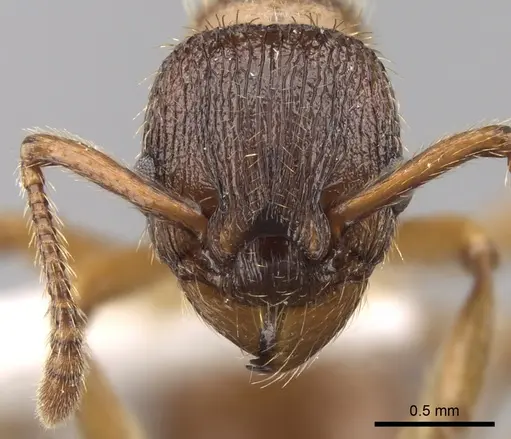 Myrmica vandeli specimen