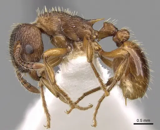 Myrmica vandeli specimen