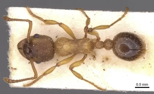 Myrmica vandeli - CASENT0913084