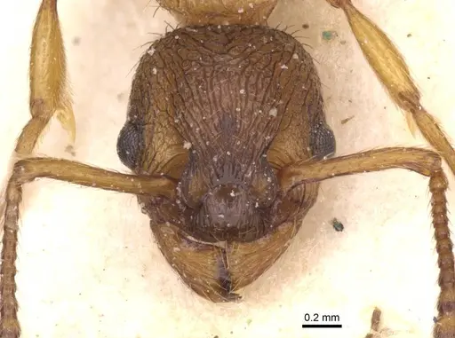 Myrmica vandeli - CASENT0913084