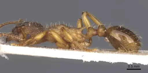Myrmica vandeli - CASENT0913084