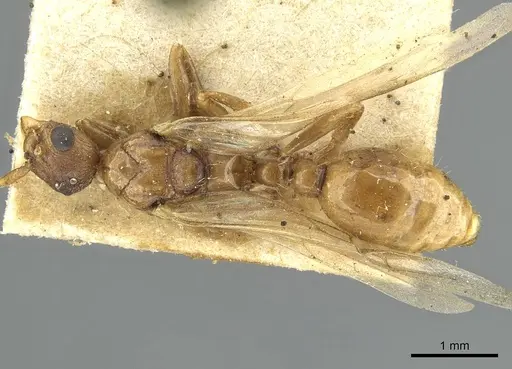 Myrmica vandeli - CASENT0913655