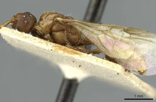 Myrmica vandeli - CASENT0913655