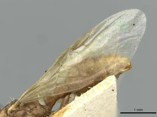 Myrmica vandeli - CASENT0913655