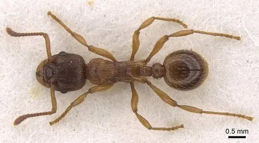 Myrmica vandeli - CASENT0922799