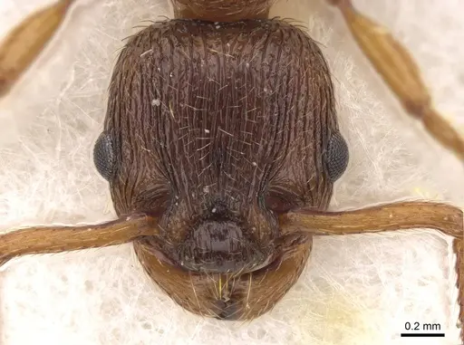 Myrmica vandeli - CASENT0922799