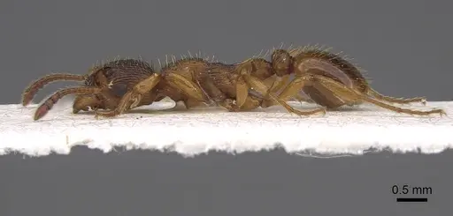 Myrmica vandeli - CASENT0922799