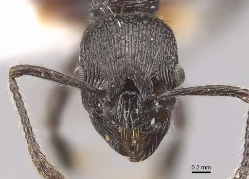 Myrmica varisculpta specimen