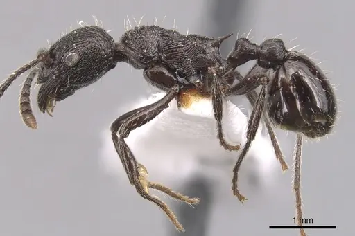 Myrmica varisculpta specimen