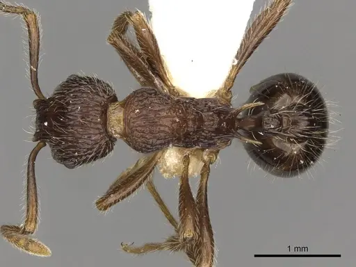 Myrmica vittata specimen