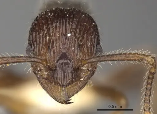 Myrmica vittata specimen
