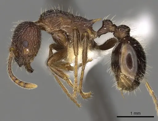 Myrmica vittata specimen