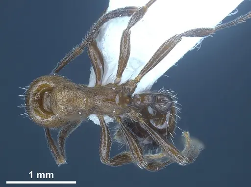 Myrmica wardi specimen