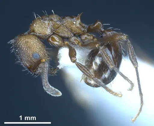 Myrmica wardi - ANTWEB1041287