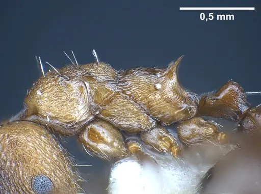 Myrmica wardi - ANTWEB1041287