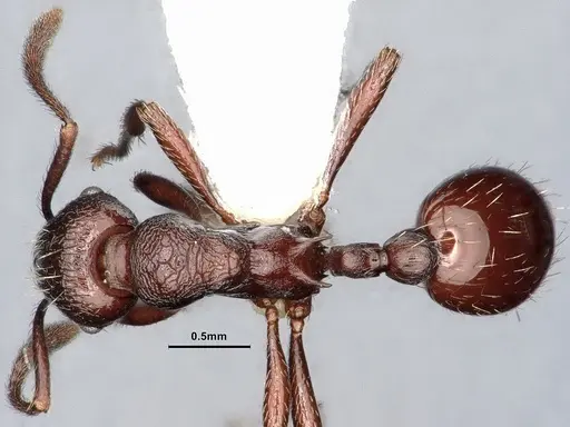 Myrmica wardi - CASENT0884254