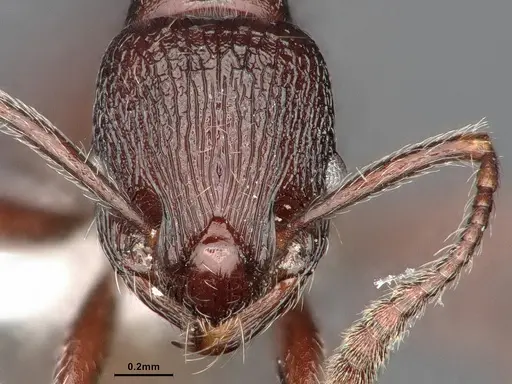 Myrmica wardi - CASENT0884254