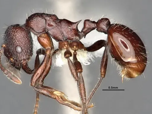 Myrmica wardi - CASENT0884254