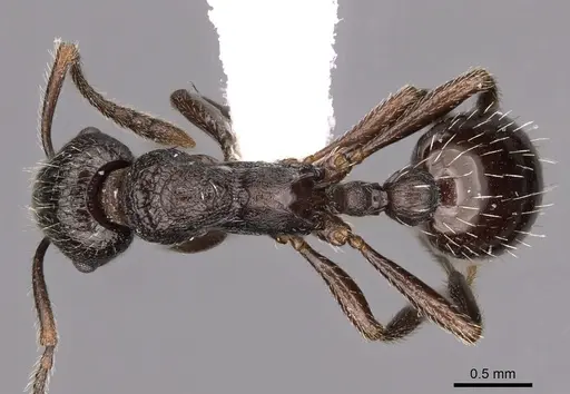 Myrmica wardi - CASENT0900305