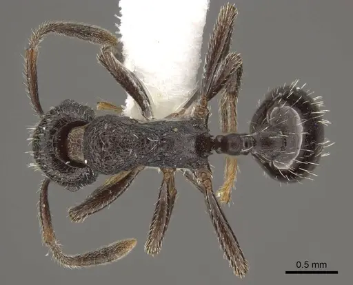 Myrmica wardi - CASENT0917708