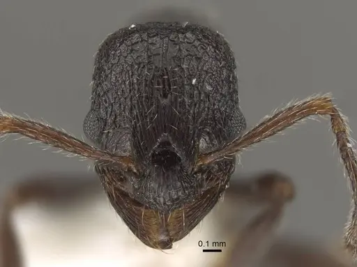 Myrmica wardi - CASENT0917708