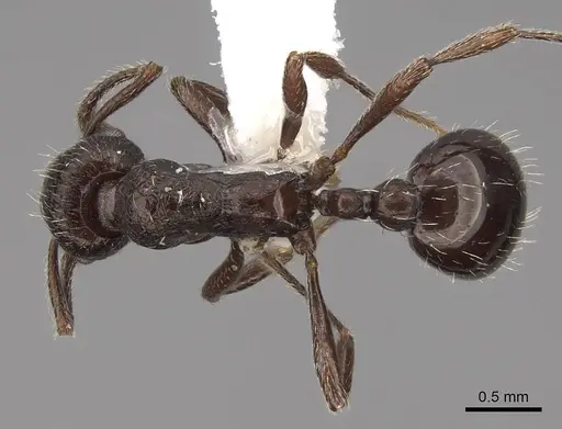 Myrmica wardi - CASENT0922787
