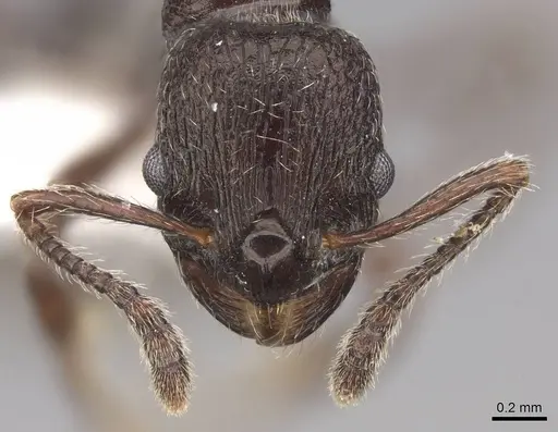 Myrmica wardi - CASENT0922787