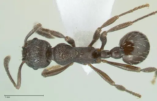 Myrmica wardi - FOCOL1823-1