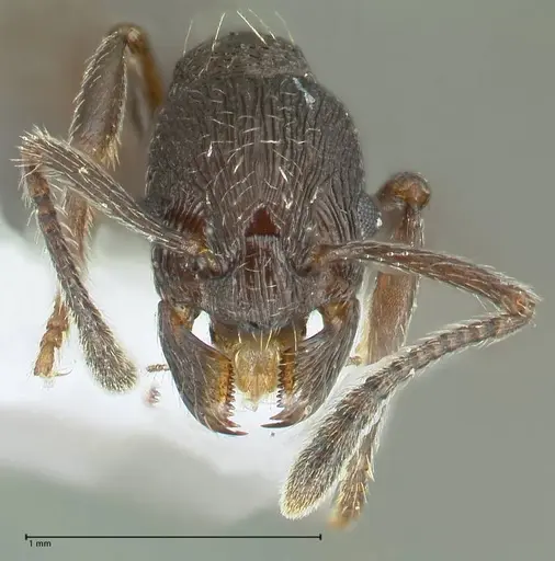 Myrmica wardi - FOCOL1823-1