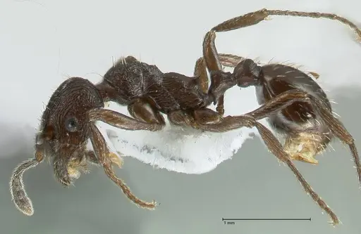 Myrmica wardi - FOCOL1823-1