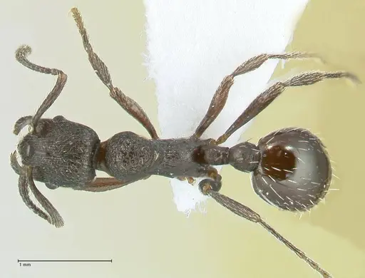 Myrmica wardi - FOCOL1823-2