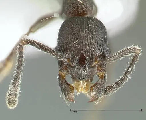 Myrmica wardi - FOCOL1823-2