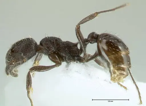 Myrmica wardi - FOCOL1823-2