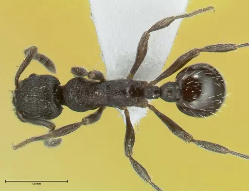 Myrmica wardi - FOCOL1824-1