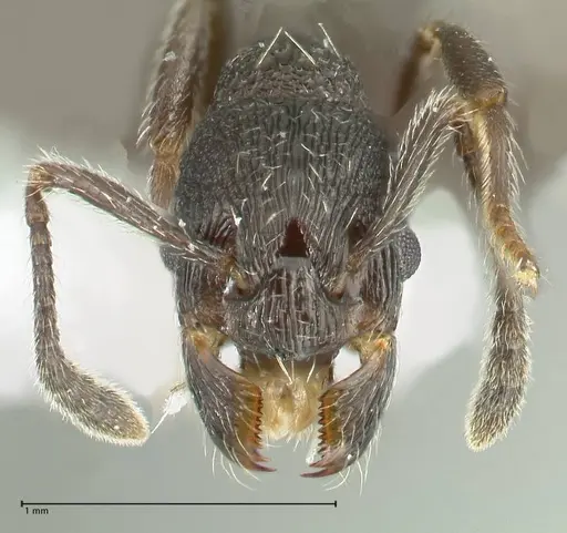 Myrmica wardi - FOCOL1824-1