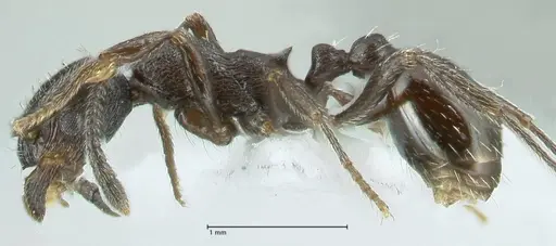 Myrmica wardi - FOCOL1824-1